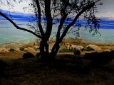 (79)Da el Alamein a Salerno.jpg